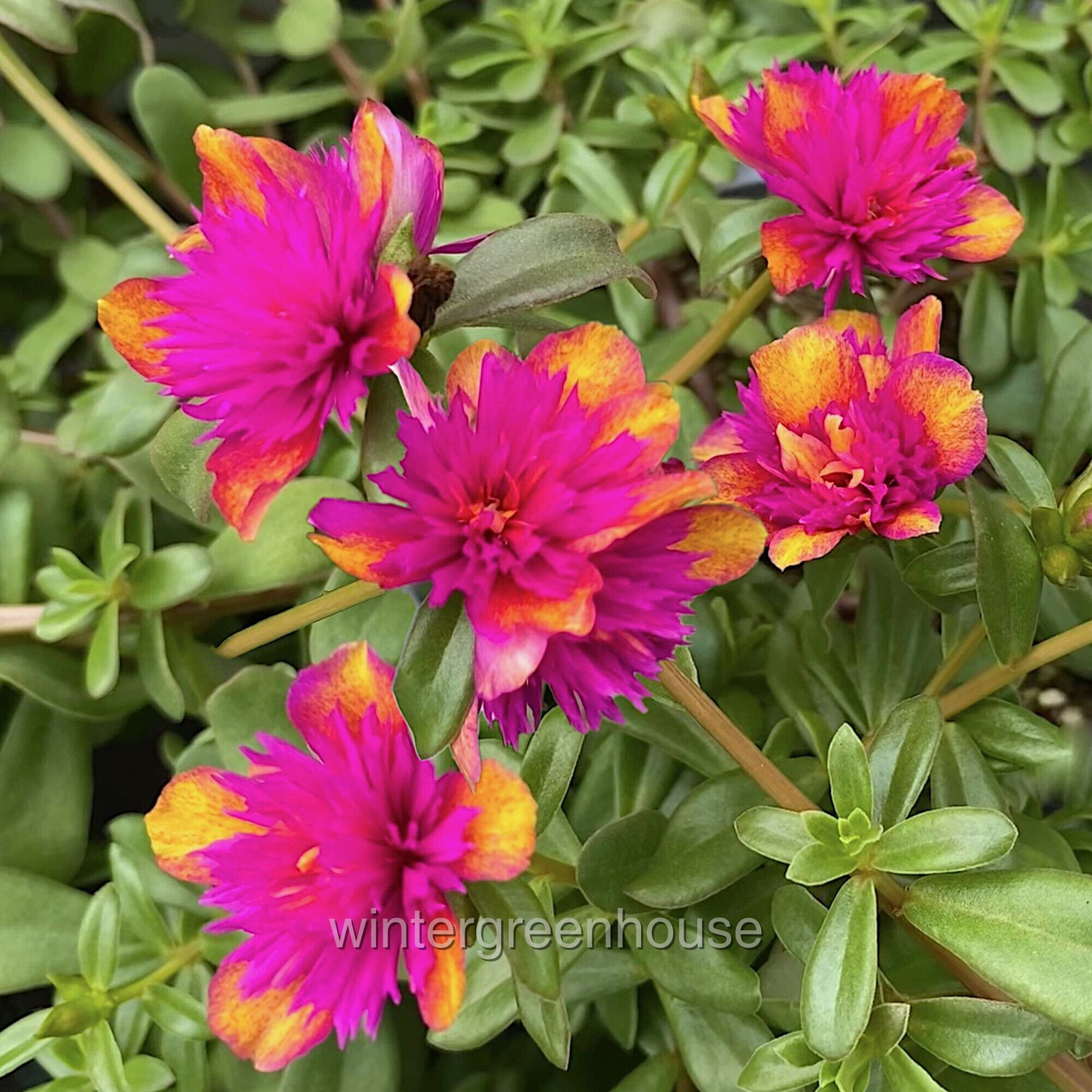 Portulaca oleracea Seaglass, Double Dragonfruit, Purslane