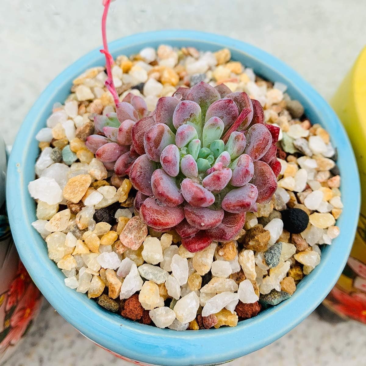 Natural Gritty Mix for Succulents & Cacti – 6lb Decorative Gravel Rocks