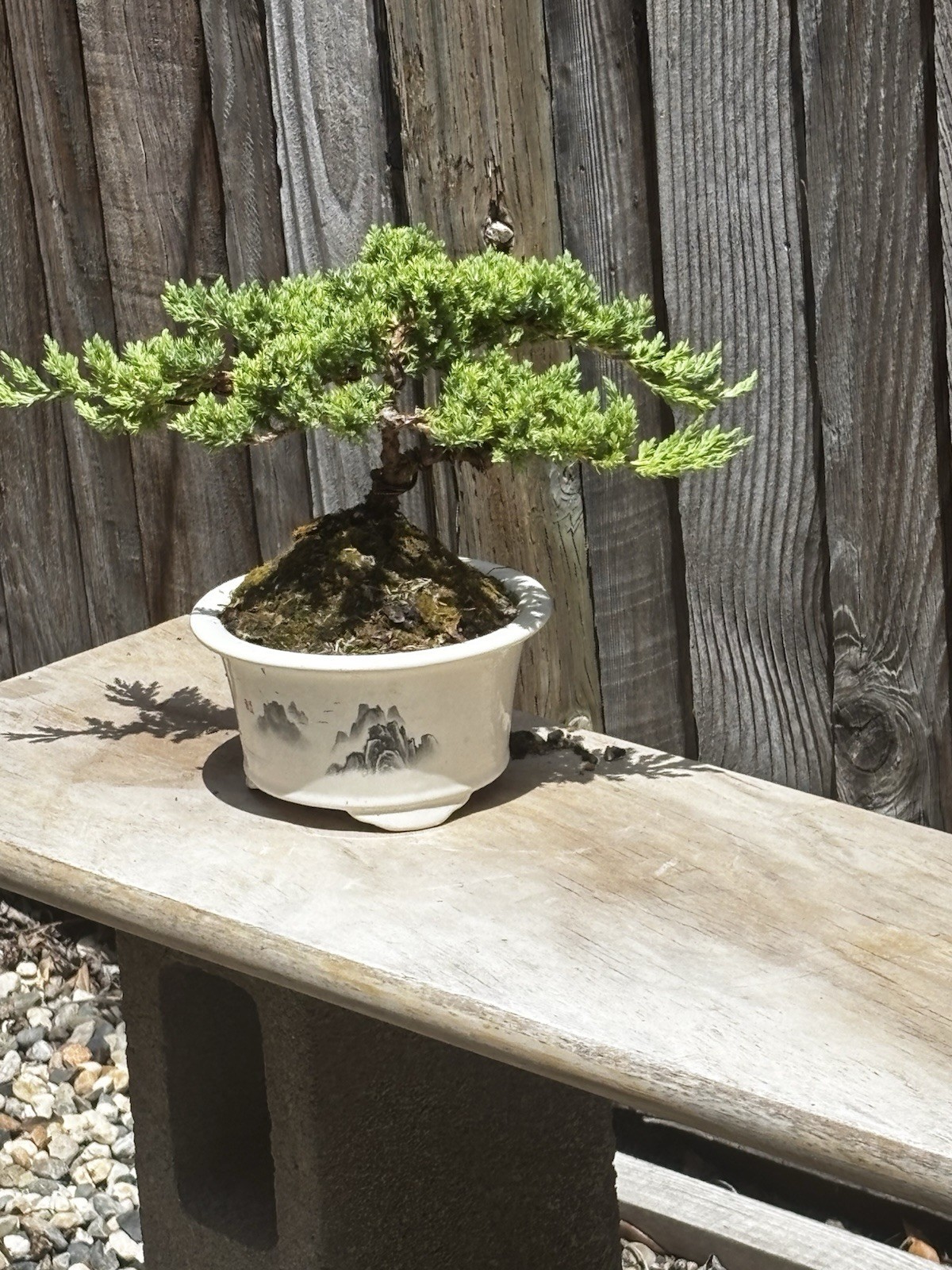 JUNIPER BONSAI TREE- PROCUMBENS NANA IN A CERAMIC BONSAI POT