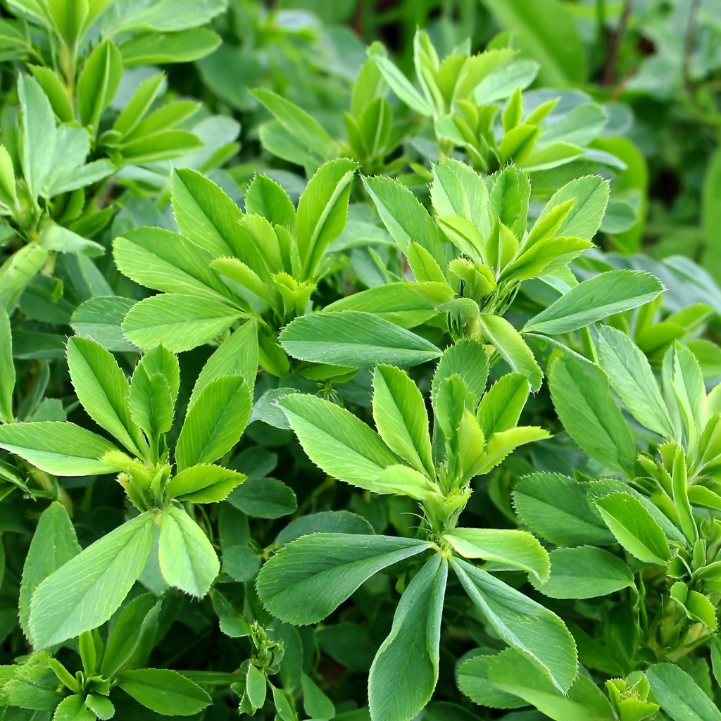 Alfalfa Organic Microgreen 1 oz pack Seeds | Nutritious, Fast-Growing Greens