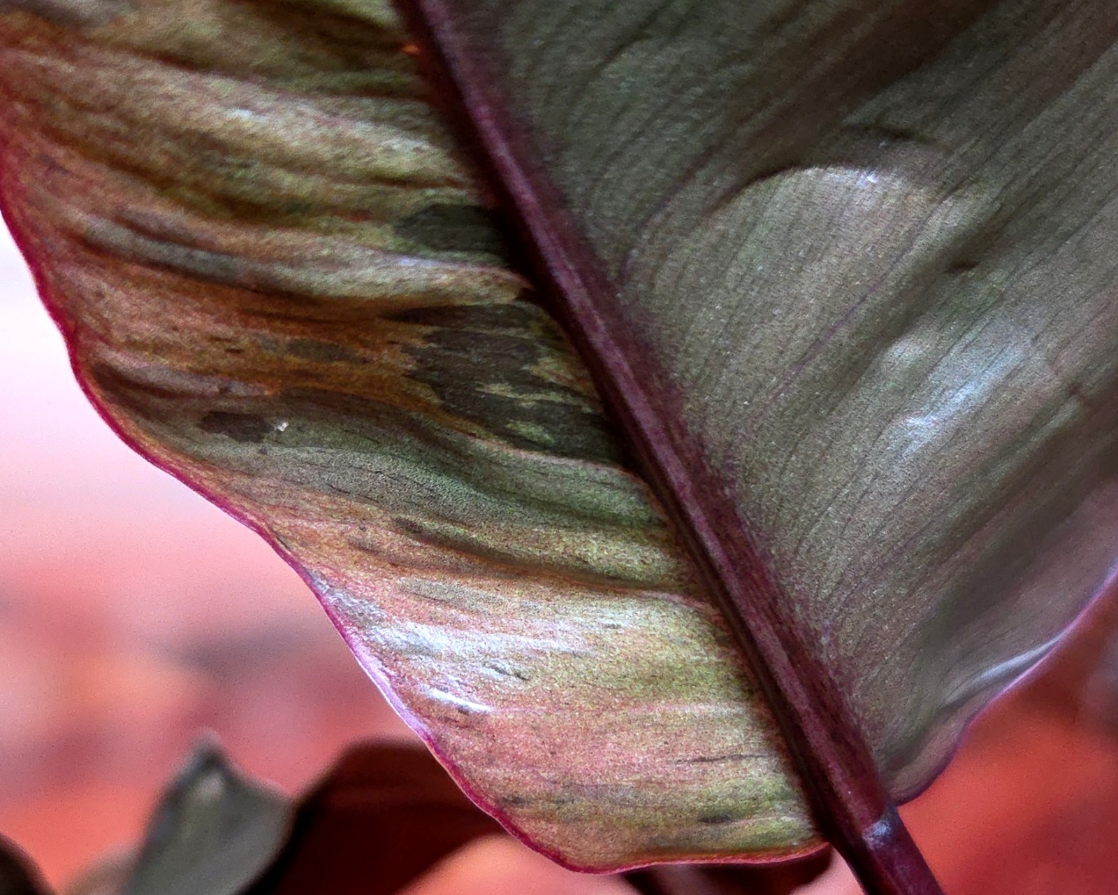 Rare Philodendron Variegated Black Cardinal 18″ Tall W/ Pups Aroid Not Monstera