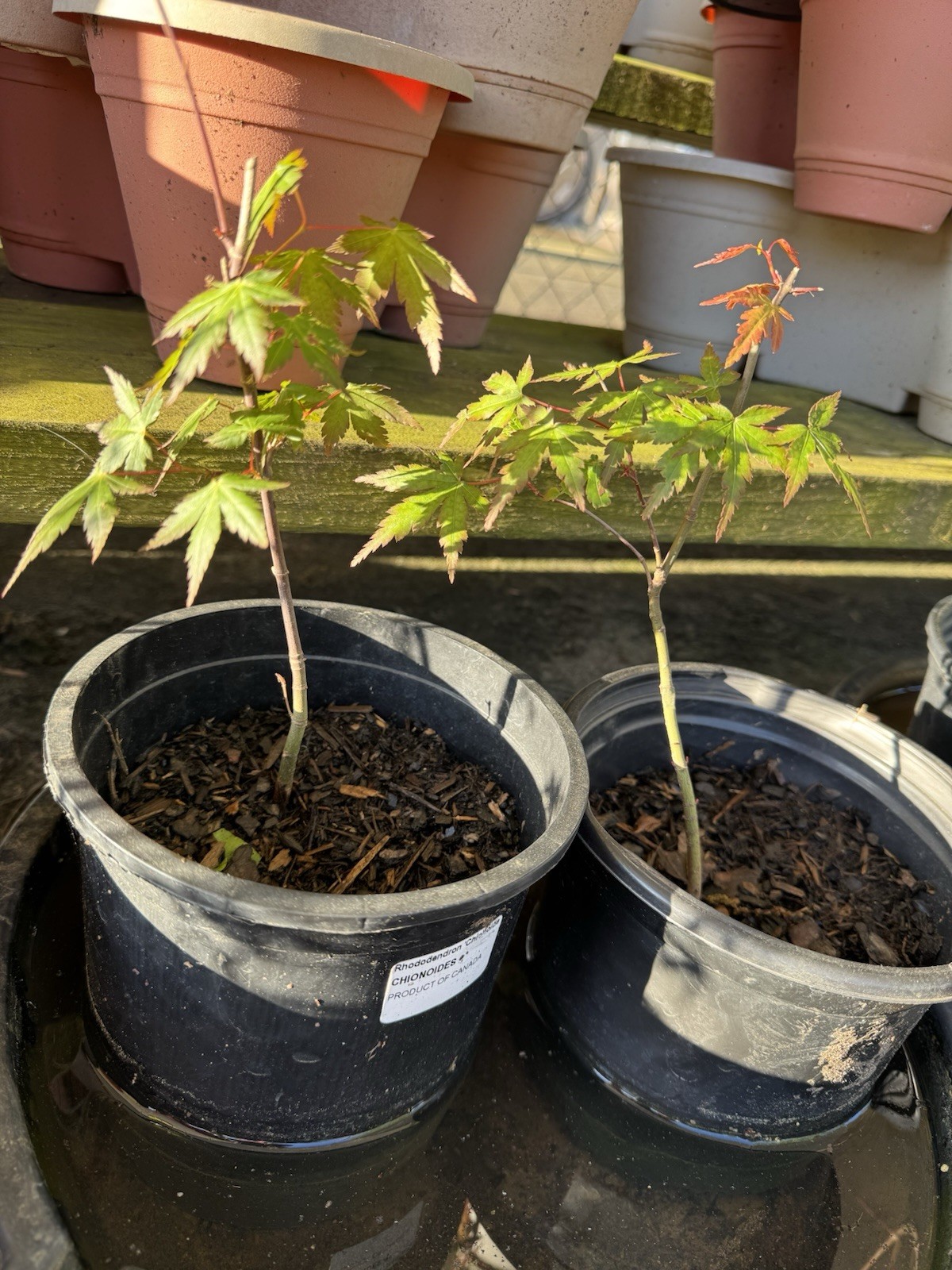 One Japanese Maple Seedling 3 to 5 inches Ornamental Tree Sango kaku POTTED
