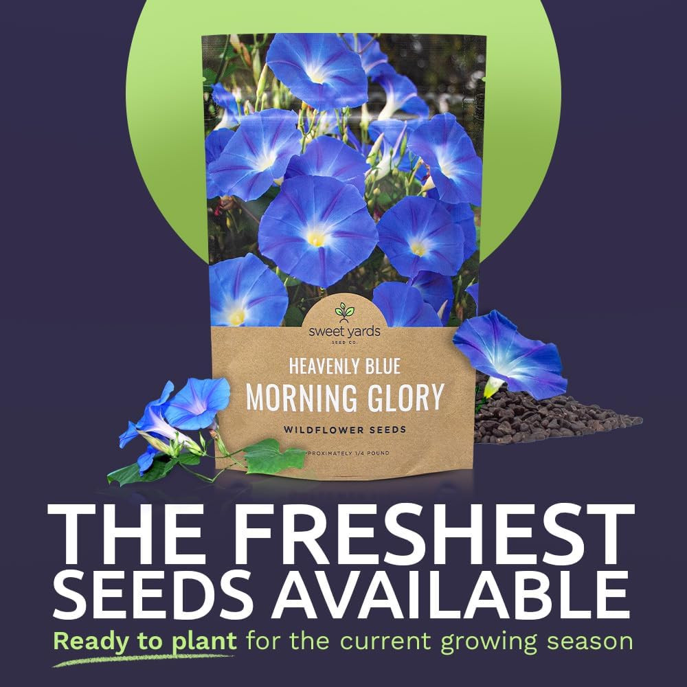 Morning Glory Seeds Heavenly Blue – Bulk 1/4 Pound Bag – over 4,000 Fresh Flower