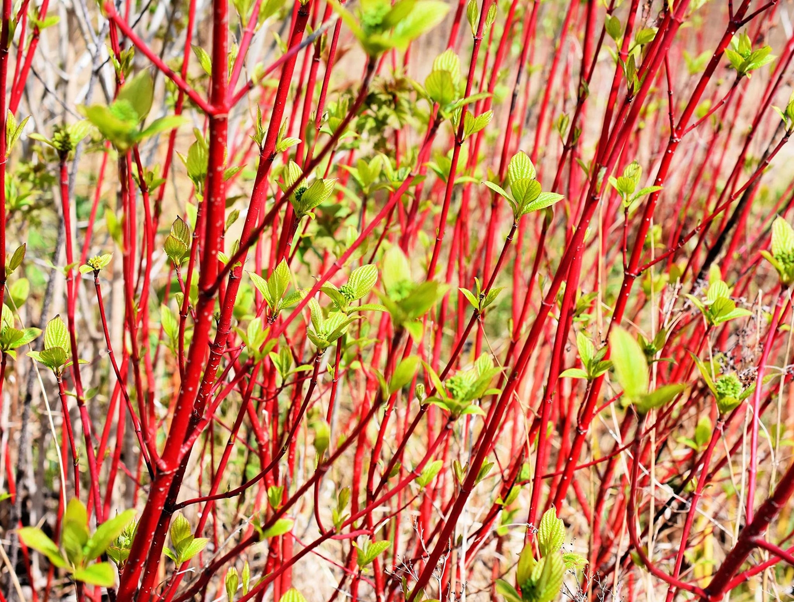 Red Dogwood Cuttings to Plant – No Roots, Easy to Grow – Grow Red Osier Dogwood
