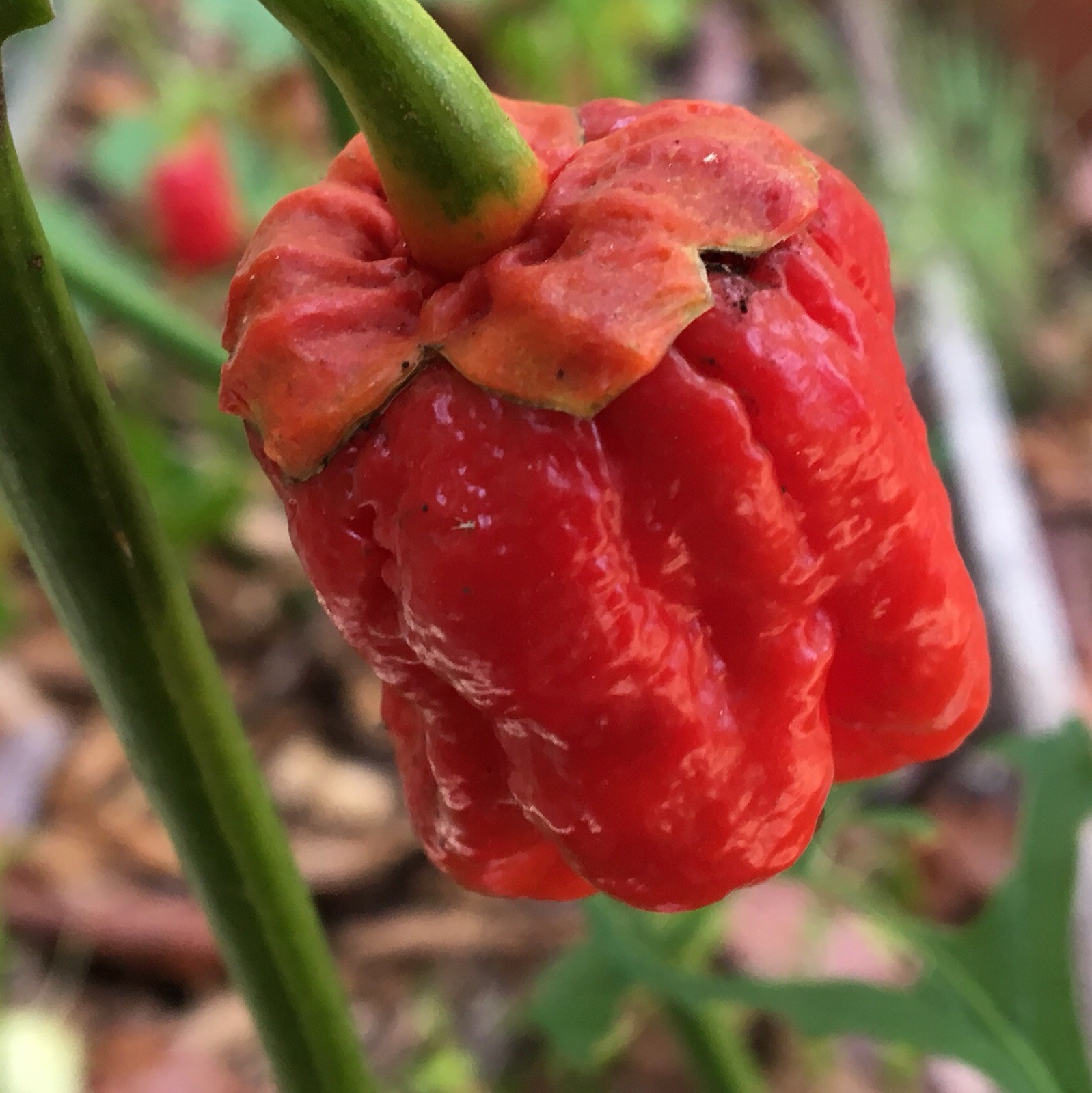 10+ Red 7 Pot Bubblegum Pepper Seeds | Superhot chili, chile seeds | Farm Fresh