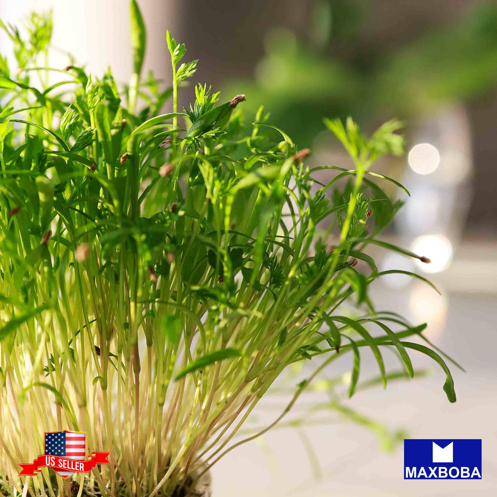 Carrot Microgreens 3200 Seeds Non-GMO Heirloom