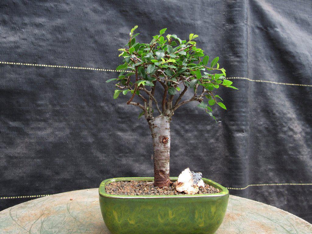 Chinese Elm Bonsai Tree – Straight Trunk Style (Small)