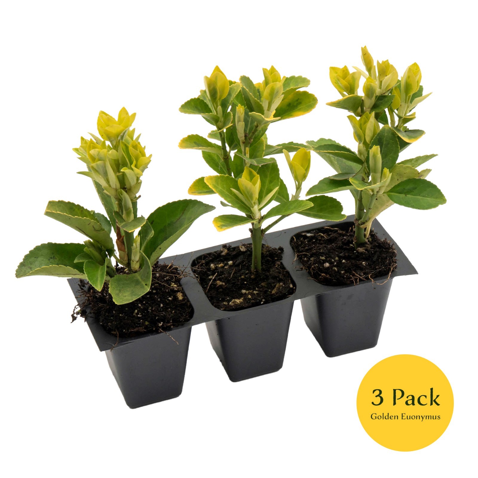 Golden Euonymus, Live Plants in 2.5″ Nursery Cubes, Japonica ‘Aureo-Marginatus’
