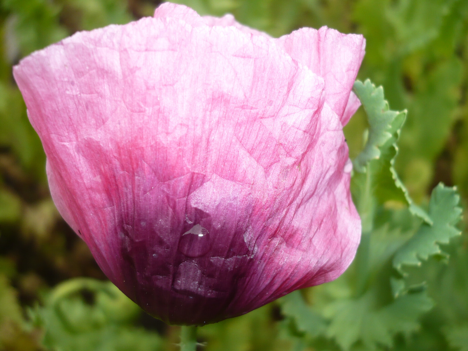 Shades of Pink “The Giant” Humongous Poppy Seeds 5000+ *PoppyQueen👑