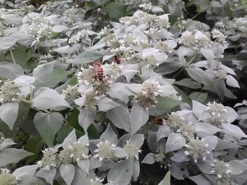 Mountain Mint – Pycnanthemum muticum- Live Starter Plant- FREE SHIPPING!!!