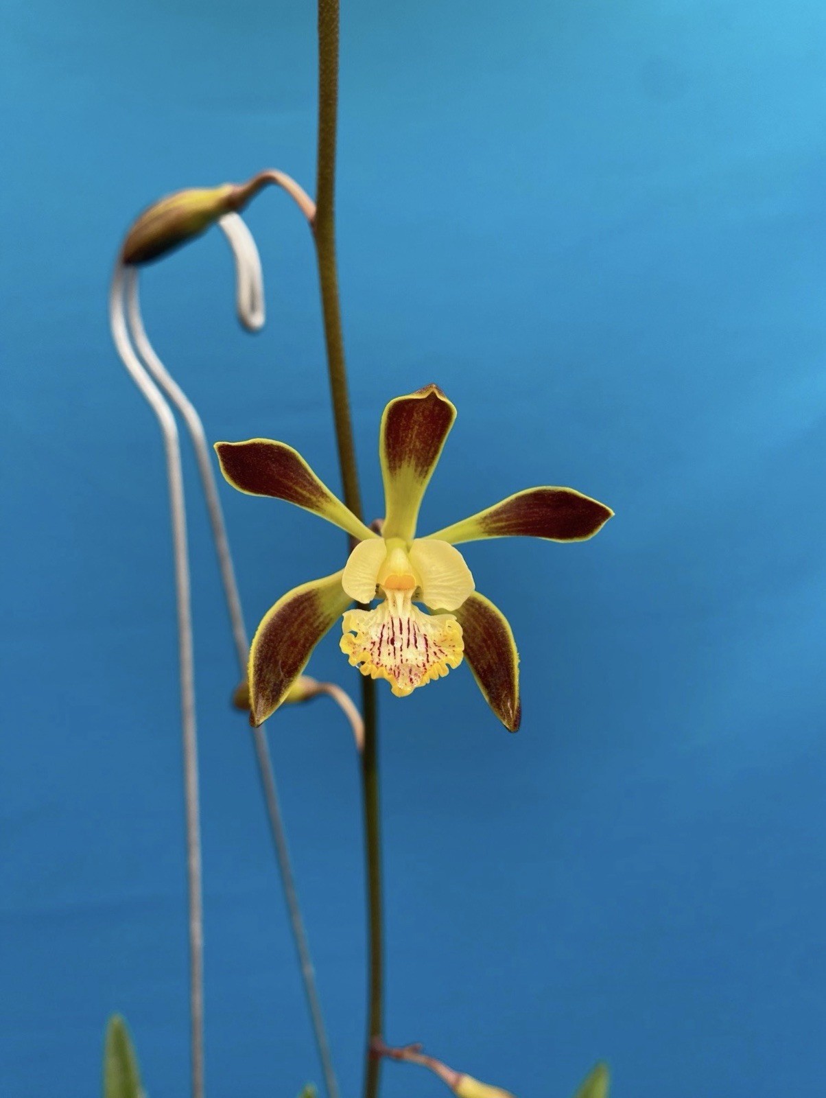 Encyclia alata Fragrant Brown Gold White Yellow Orchid Species 2 Spikes 6” Pot
