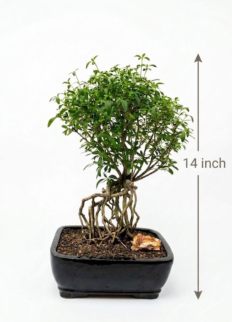 Live White Flowering Serissa Bonsai Tree Thousand Stars Raised Roots Pot 14 Inch
