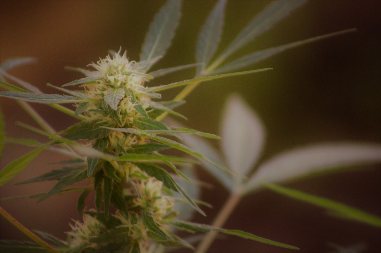 Eighth Brother “Gelato”- Unfeminized Seed Pack 10-15 seeds