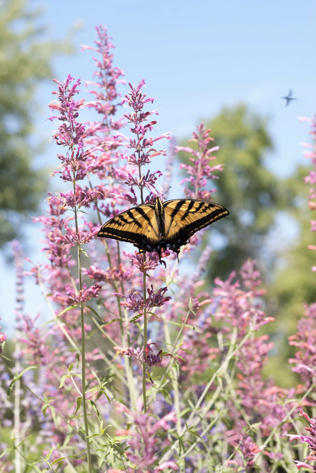 30 MIXED COLORS AGASTACHE Aurantiaca Cana Hummingbird Mint Hyssop Flower Seeds