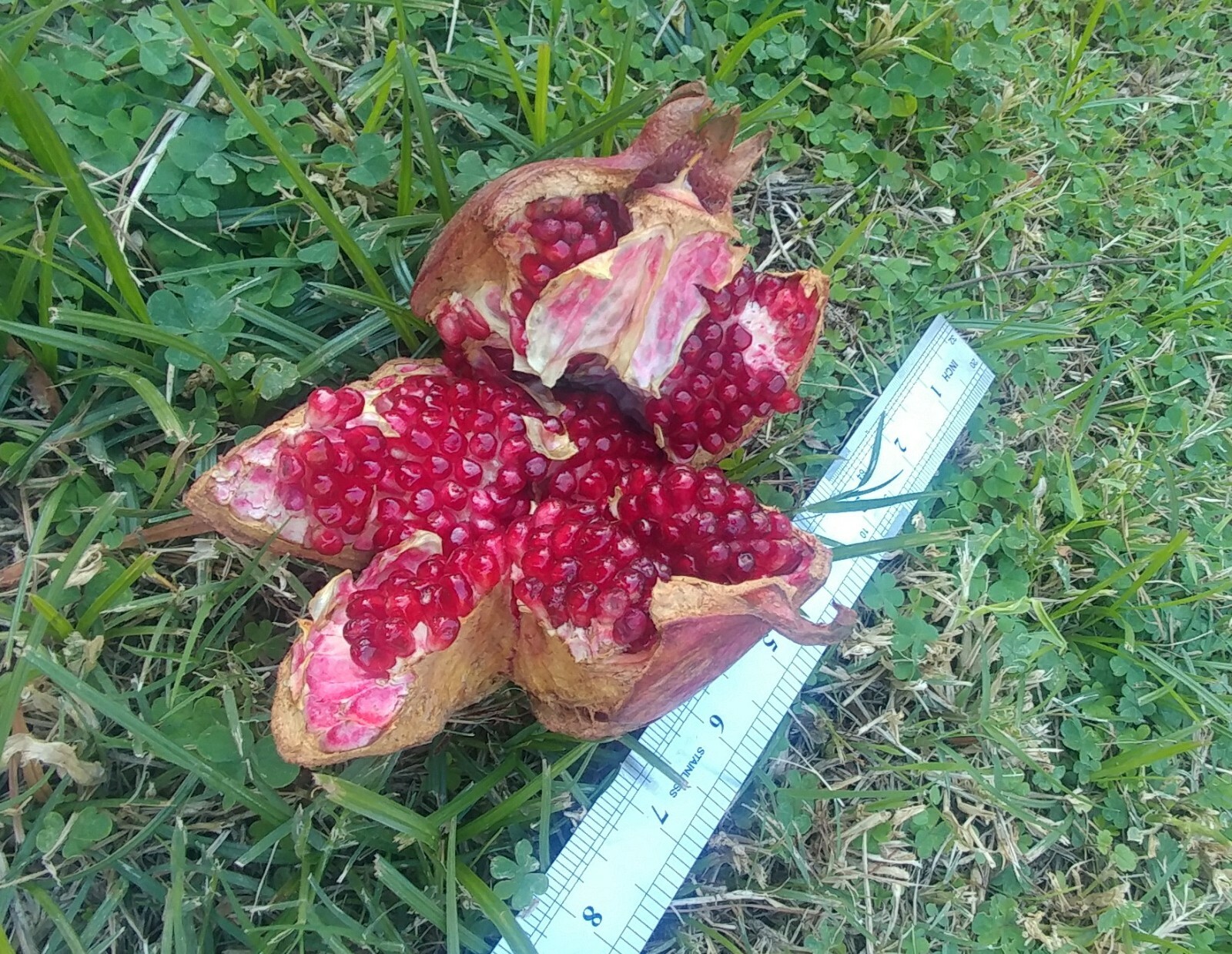 6 (six) cuttings of POMEGRANATE (WONDERFULL) 8″-12″ for propagation (no root)