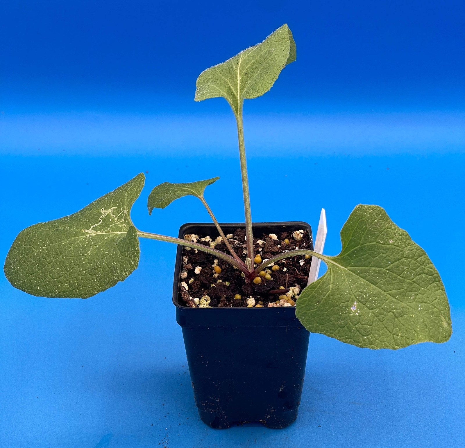 Burdock Starter Plant – Gobo – Arctium lappa