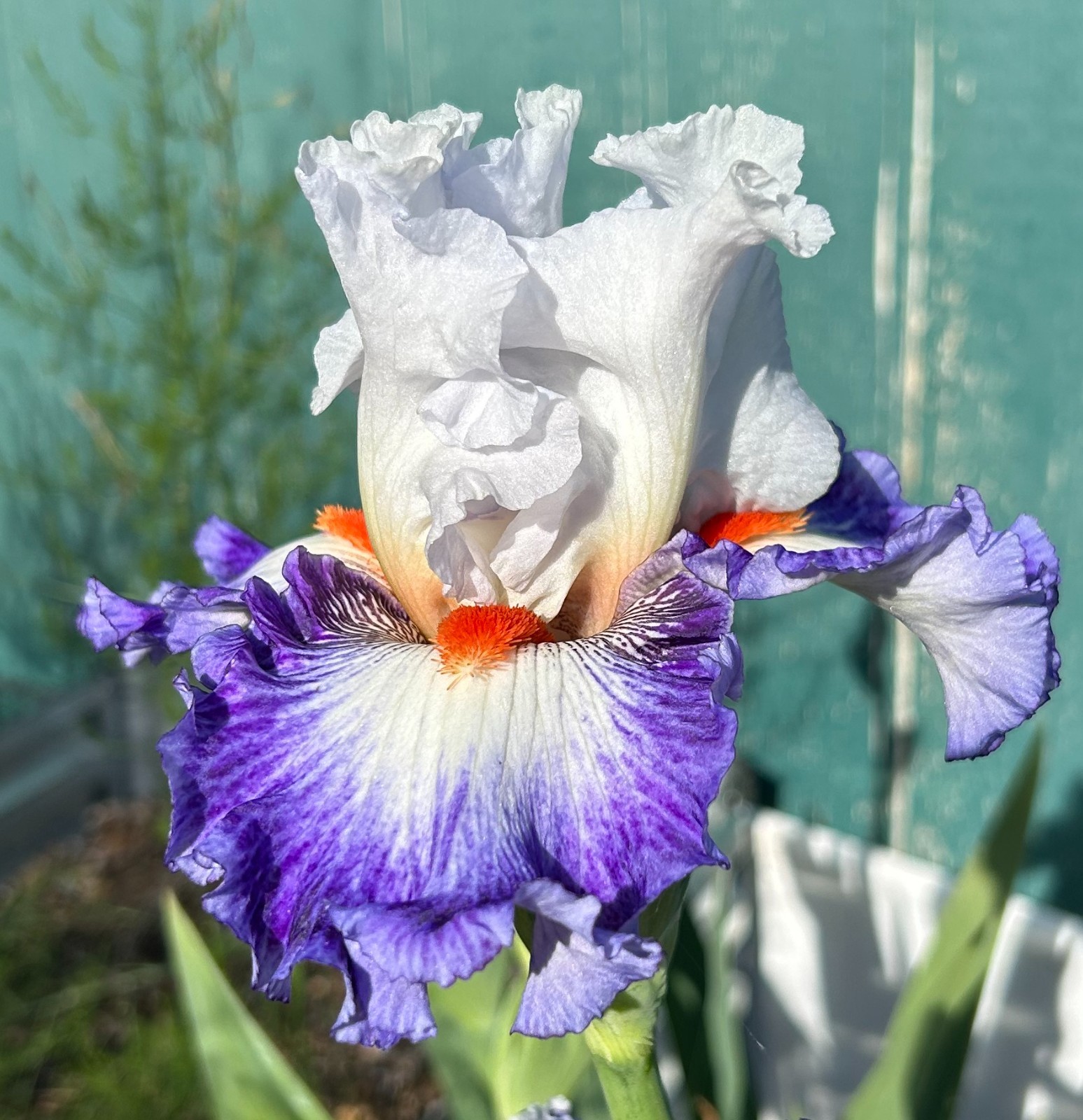 ‘Gypsy Lord’ iris rhizome + gift, combined shipping $1 each additional