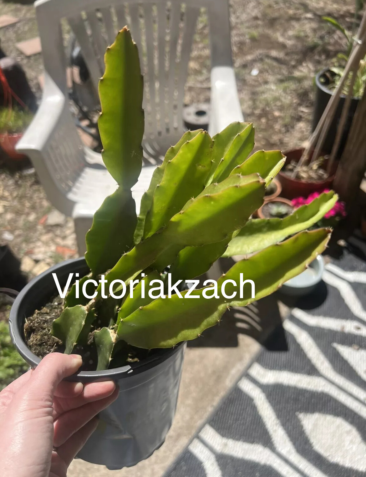 Red Dragon Fruit Seeds Pitaya Cactus Edible Hylocereus Undatus Garden Grow