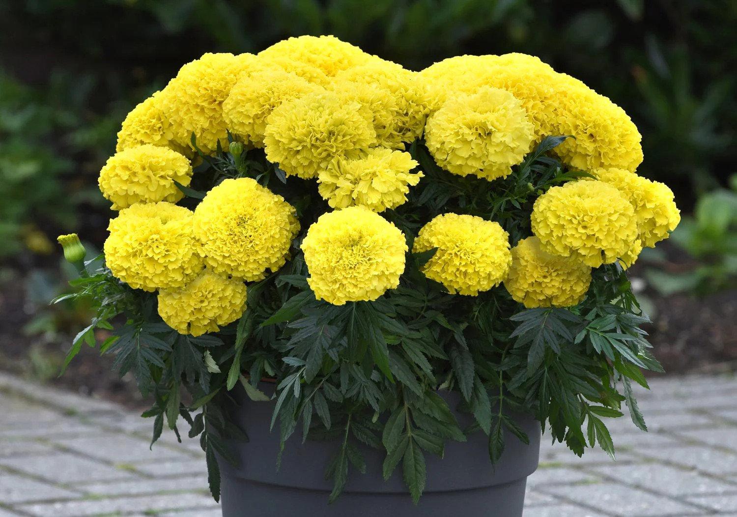 Mary Helen Yellow African Marigold Seeds – For 2025 Planting Big Beauty Flower