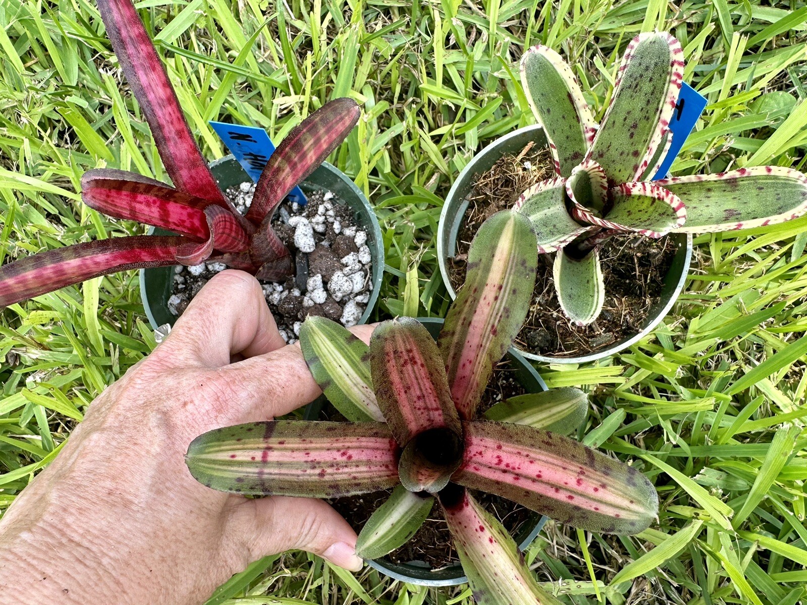 Neoregelia ‘White Hot Embers’, ‘UFO’ And ‘Toy Tiger’ —Skotak Mini neos. One Each