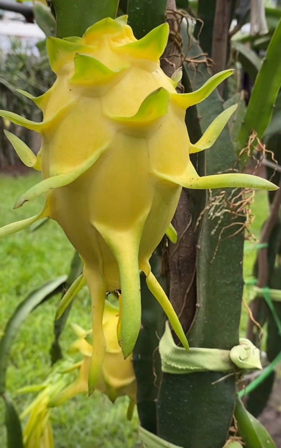 Yellow, Red, White Dragon Fruit Cutting self pollination 8 to 12 inches ￼