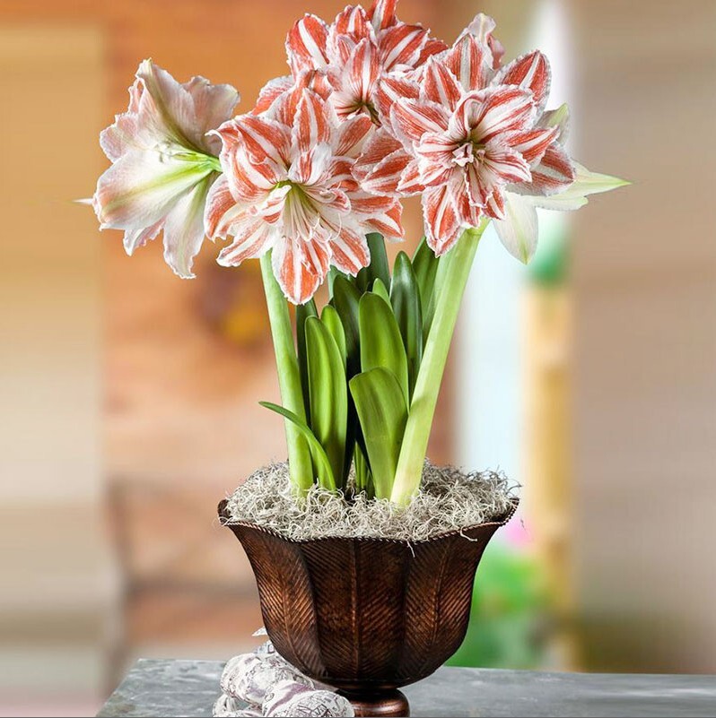 2pc Real Hippeastrum Bulbs, Amaryllis Bulbs
