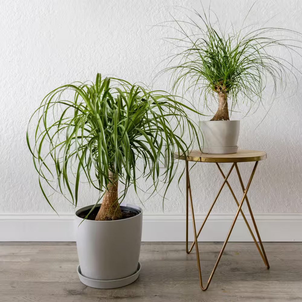 Ponytail Palm Beaucarnea Recurvata Live Houseplant in 9.25 Inch Grower Pot
