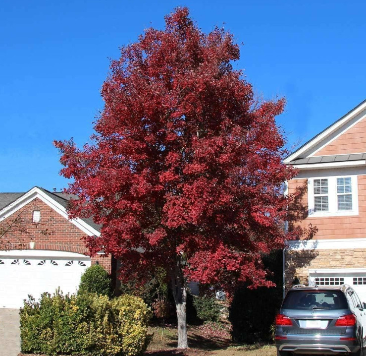 2 Live Brandywine Maple Plants – 4–6” Tall – 3” Pot – Landscape Tree