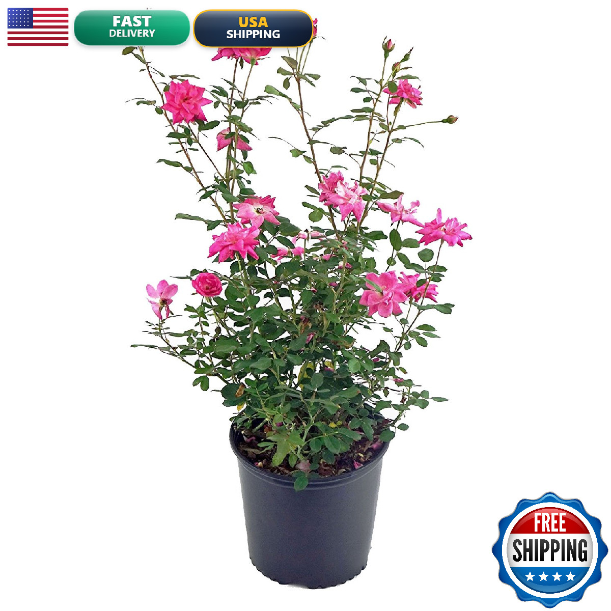Green Promise Farms Rosa Zphirine Drouhin Climbing Rose Rose Thornless Pink