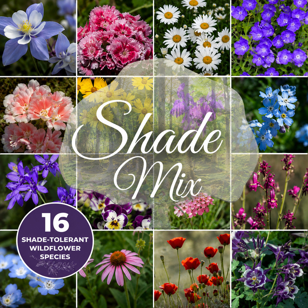 Shade and Woodland Wildflower Mix 1/2 pound covers 1,600 square feet
