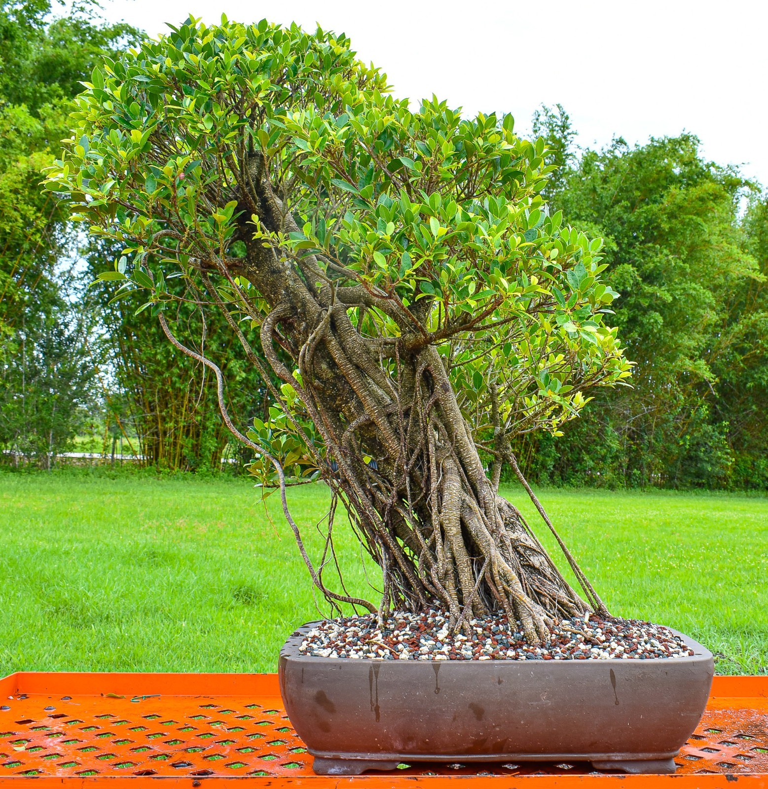 100+ Tiger Bark Ficus Seeds | Rare Exotic Bonsai & Indoor Plant Seeds