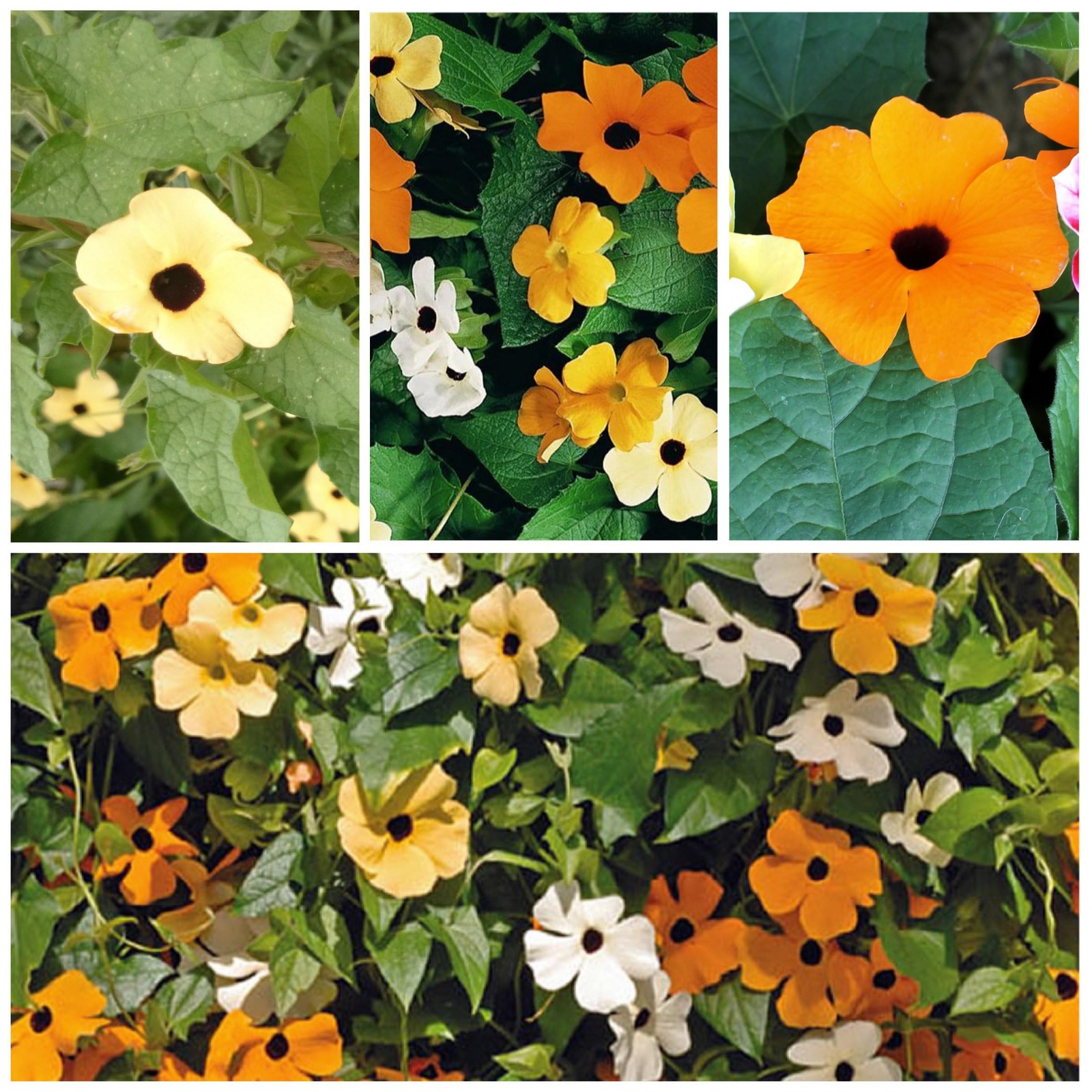 BlackEyed Susan Vine Seeds Heirloom Climbing Plants for Fences & Trellises