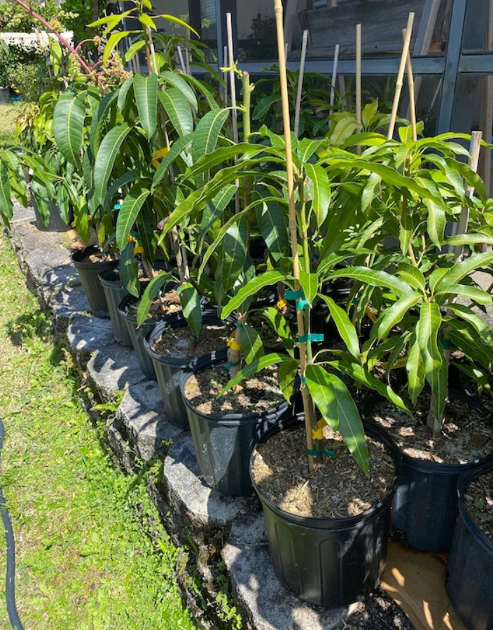 Live Grafted Kathy K3 Mango Tree – 3 Gal Pot – Tropical Fruit Tree – No Ship to