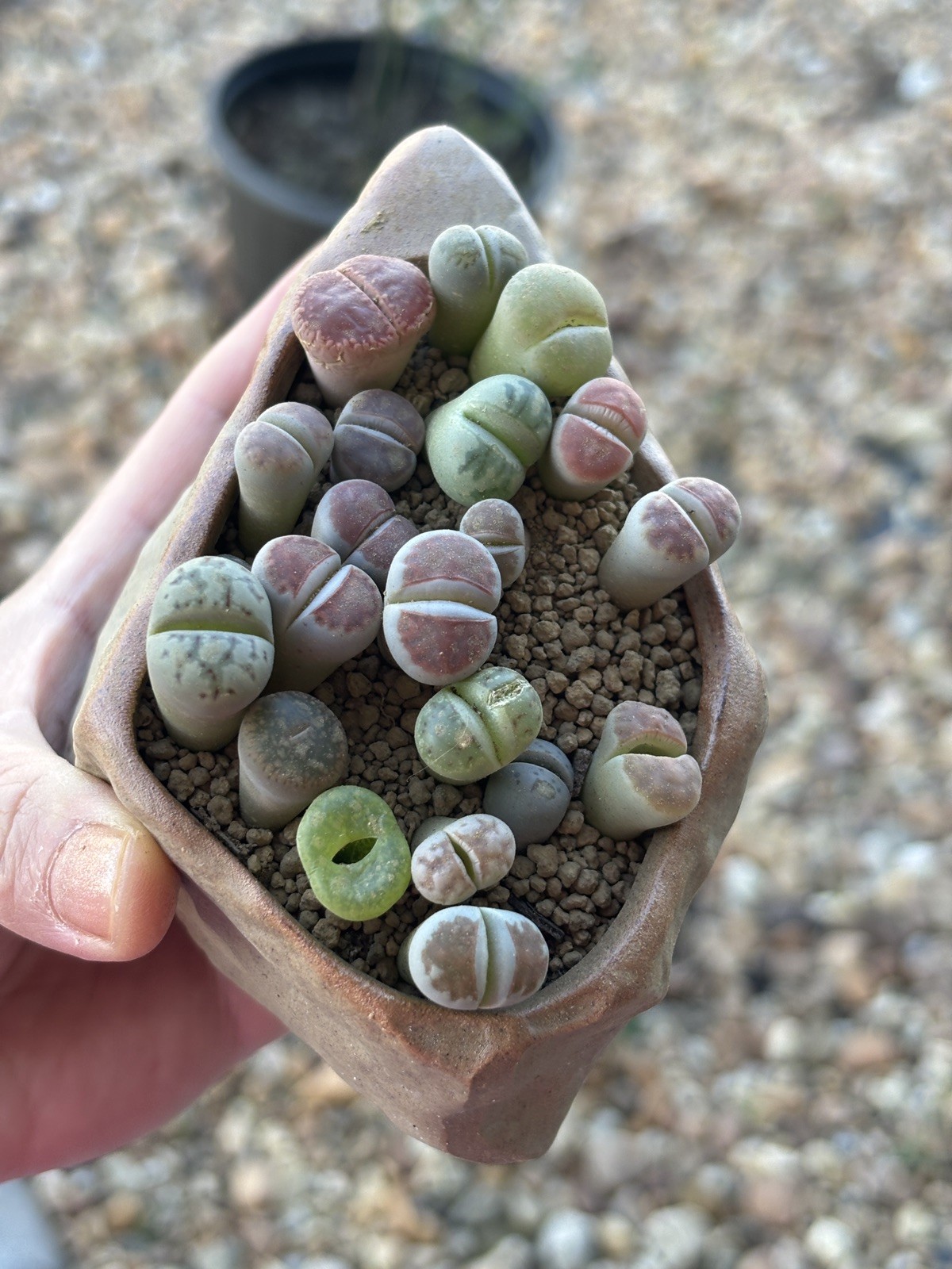 Super Cute Colorful Baby Lithops (0.3–0.6”) in Decorative Pot (Item #9)