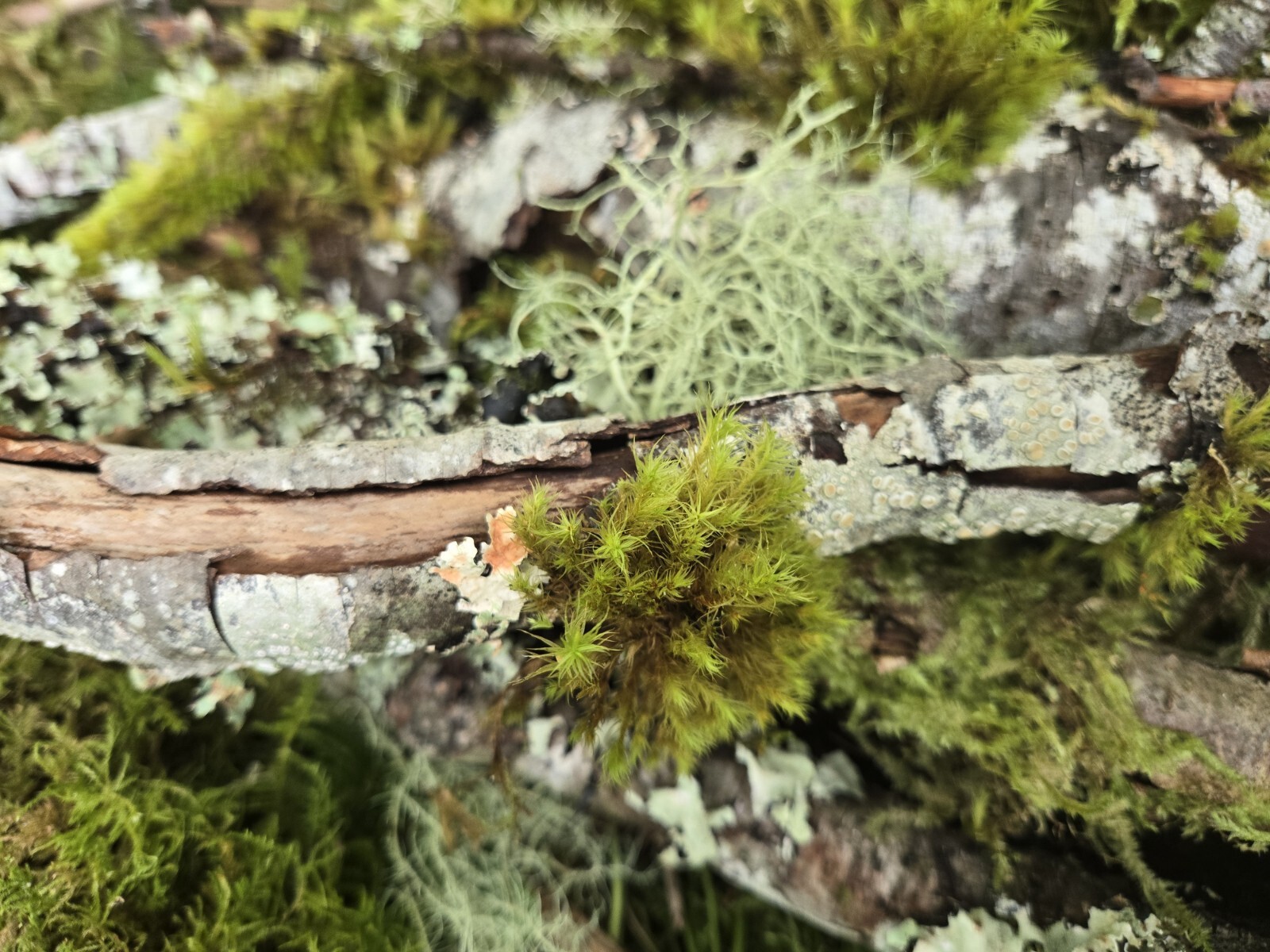 Live Moss & Lichen Sticks,Bark Pieces,Twigs~Fairy Garden,Terrarium,Isopods