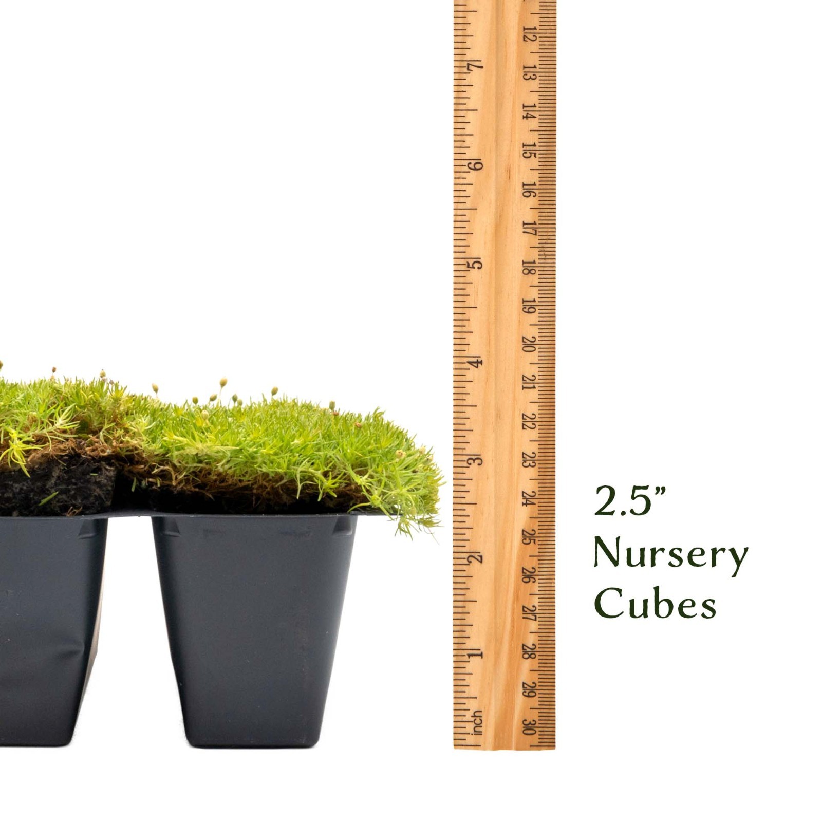Scottish Moss (Sagina subulata ‘Aurea’) in 2.5” Nursery Cubes, Live Groundcover