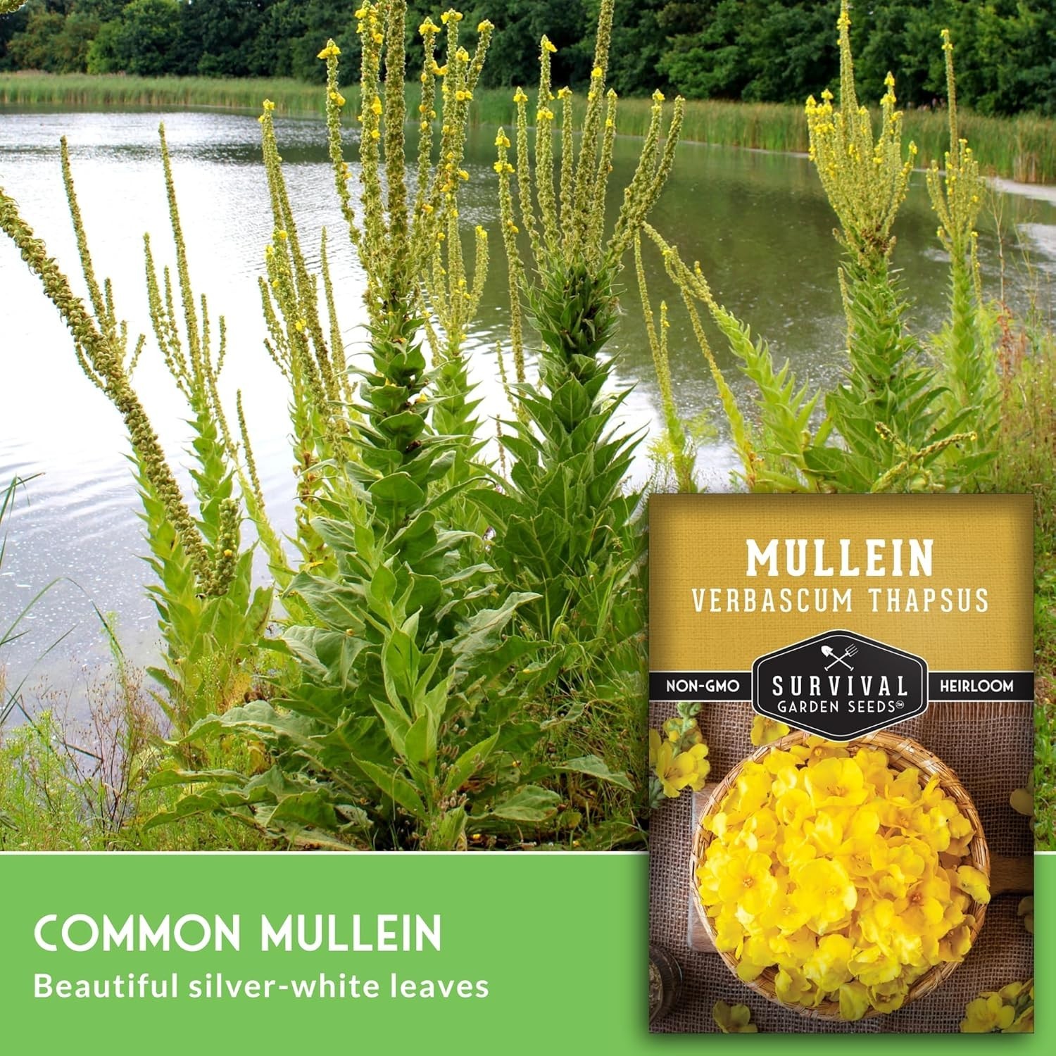 Sustainable Heirloom Mullein Seeds – High Germination Rate for Herbalist Gardens