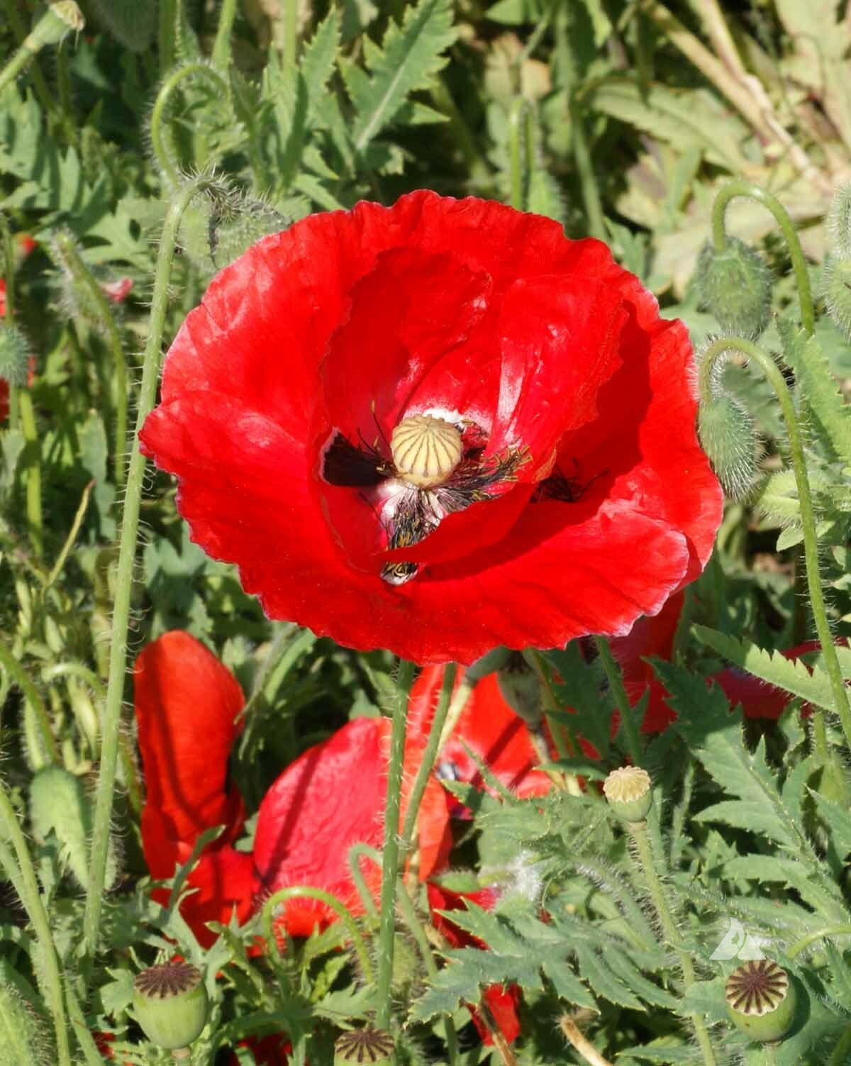 Red Corn Poppy Flower Seed Papaver rhoeas Great Pollinator 4000 to 198,000 SEEDS