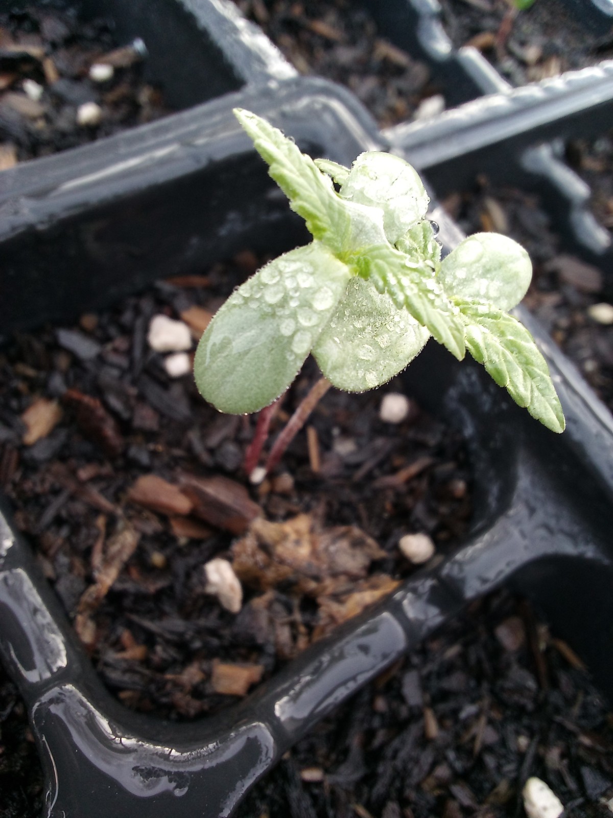 Eighth Brother “Gelato”- Unfeminized Seed Pack 10-15 seeds