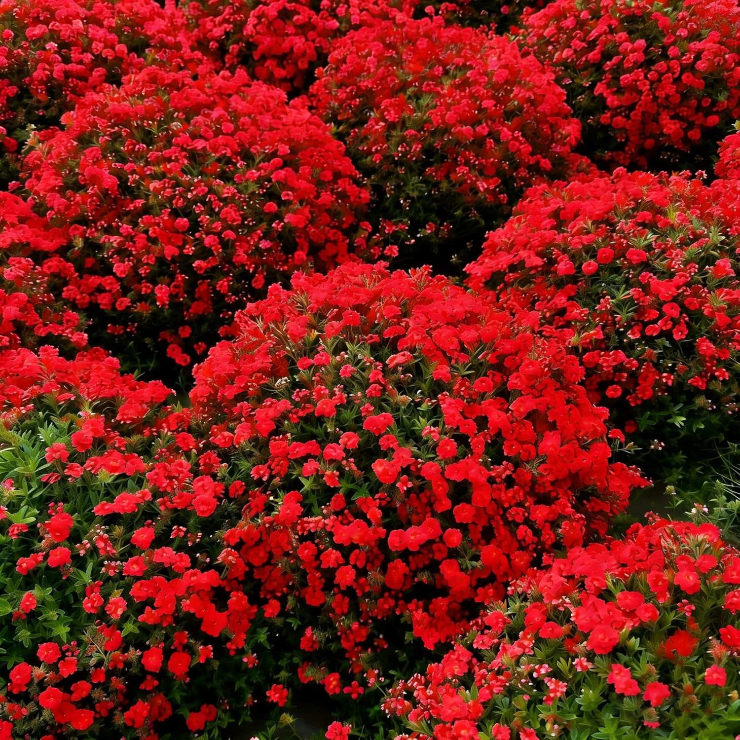 20000+ Red Creeping Thyme Seeds Ground Cover Plant Seeds Perennial- Non-GMO Heir