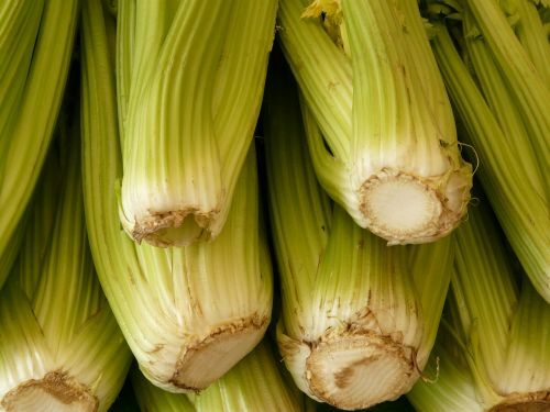 2750+ Celery Seeds Heirloom (Stringless) Vegetable for Microgreens or Planting