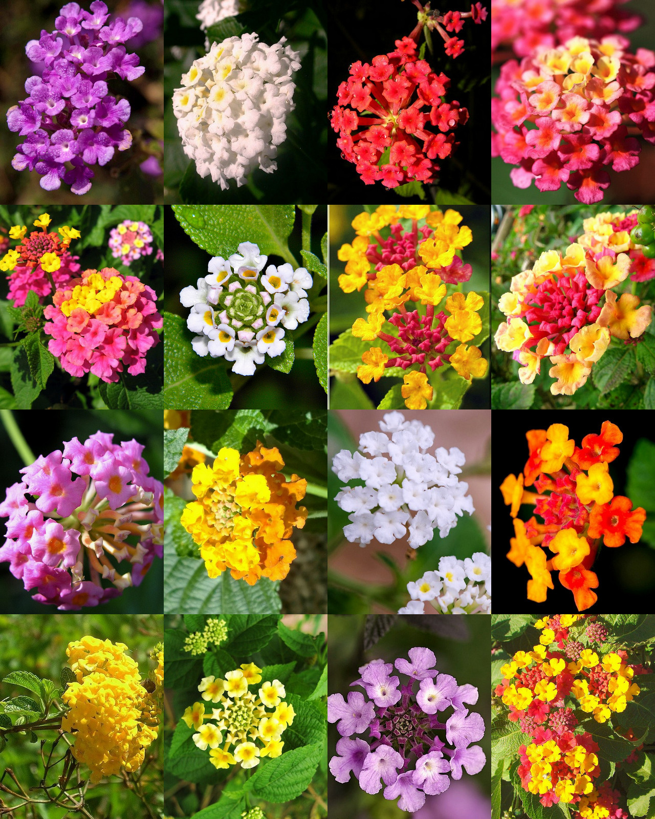 Lantana MIX, Shrub Verbenas Butterfly Garden FLOWER Ham And Eggs seed 100 seeds