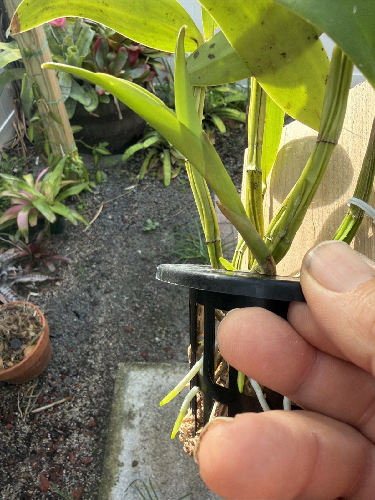 Myrmecocattleya Luster ‘Gazelle’ Schomburgkia Orchid Plant Bare Root