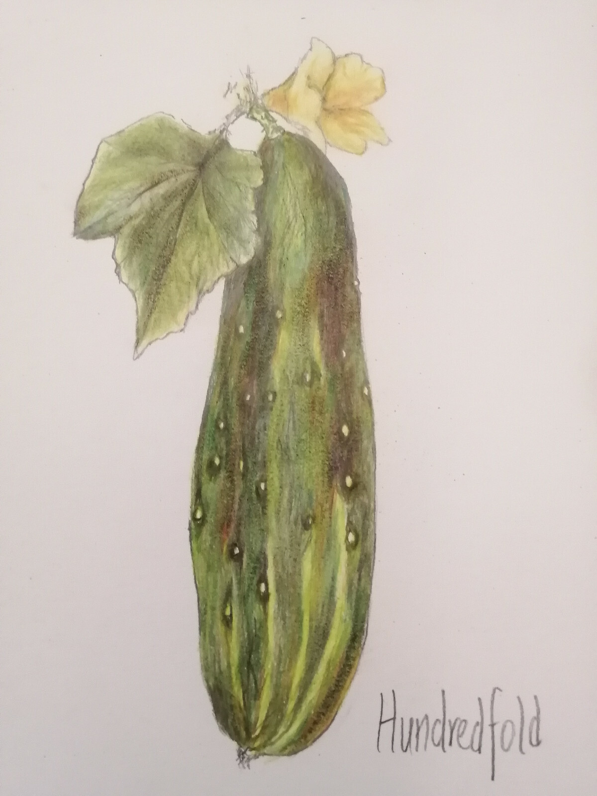 50 Marketmore 76 Open-pollinated Slicing Cucumber Vegetable Seeds Classic Flavor