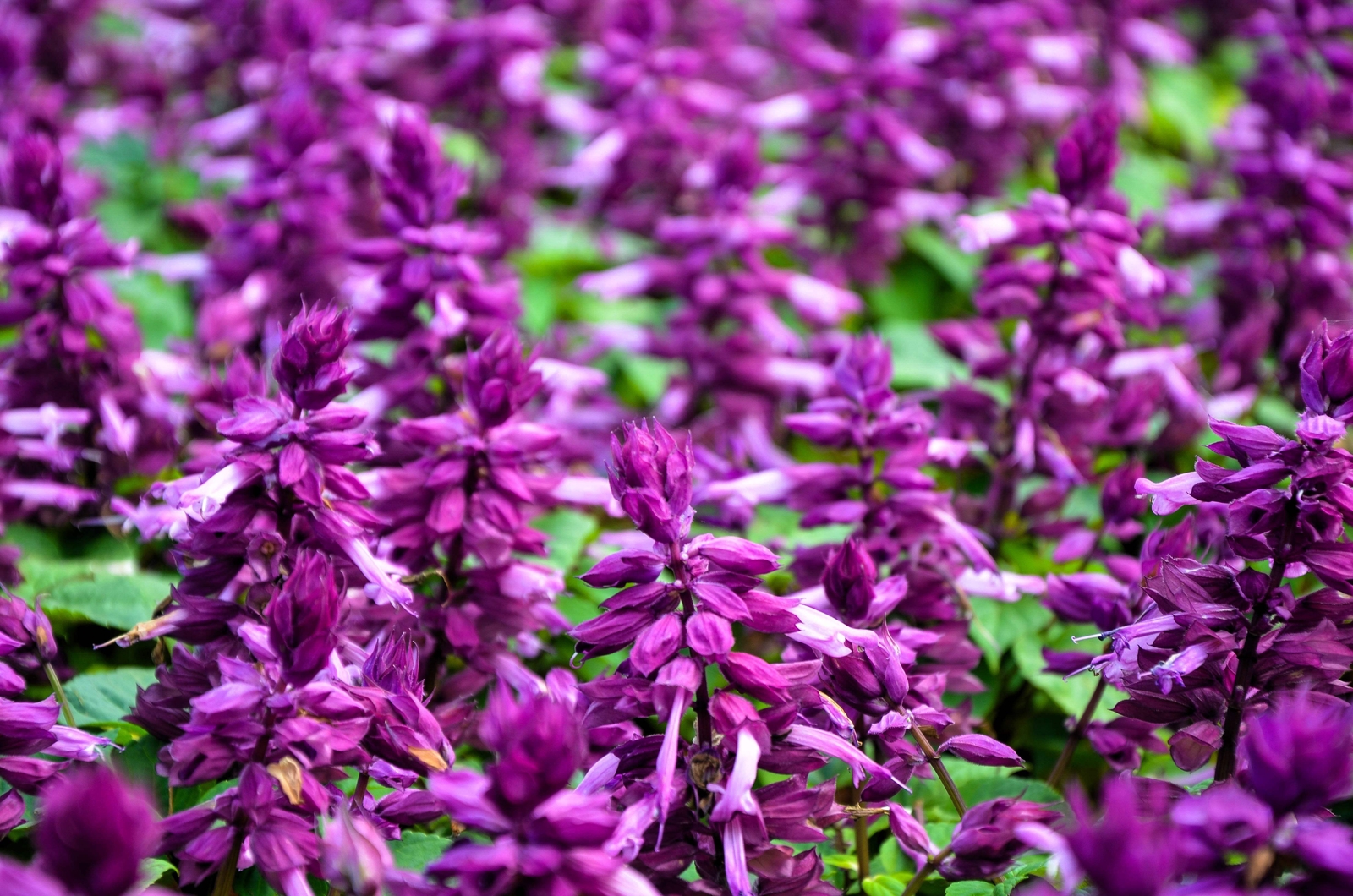 100 PALISADES MIXED COLORS SALVIA Viridis Horminum Sage Flower Seeds *Flat S/H