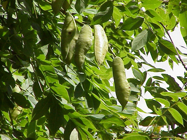 Kentucky Coffee, Gymnocladus dioicus, Tree Seeds (Fast, Hardy, Fall Color)