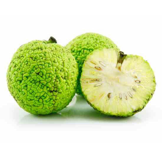 Osage Orange 10 – 1000 Seeds Hedge Apple Tree maclura pomifera monkey balls