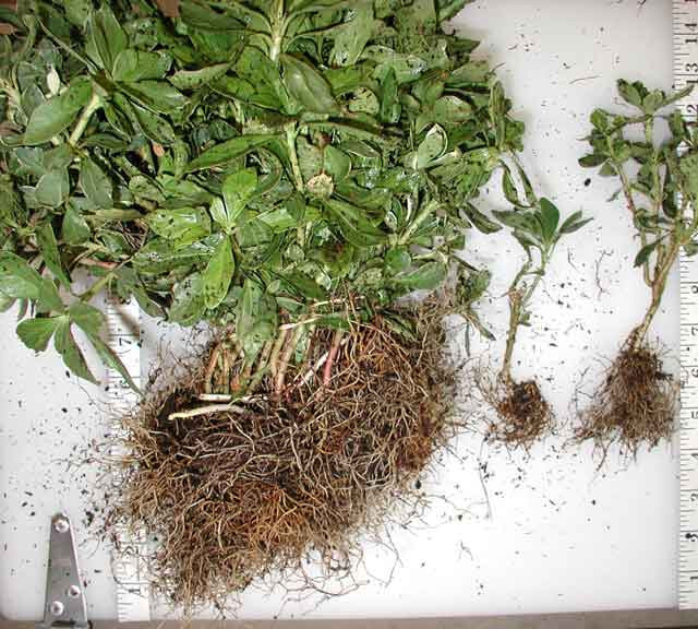 Pachysandra Green Sheen 100 Bare Root Plants