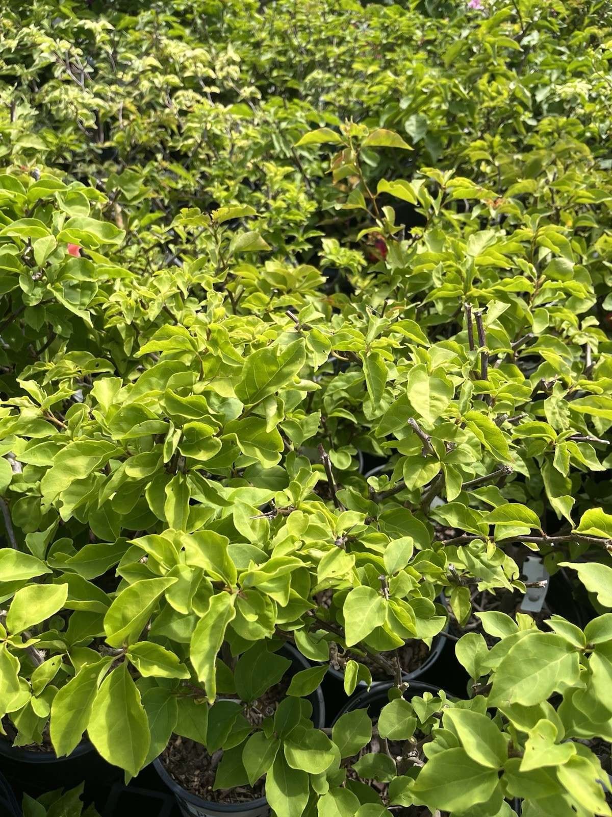 Multi Colors Orange Lipstick 橙口红三角梅Maharani Bougainvillea Bonsai Medium Size