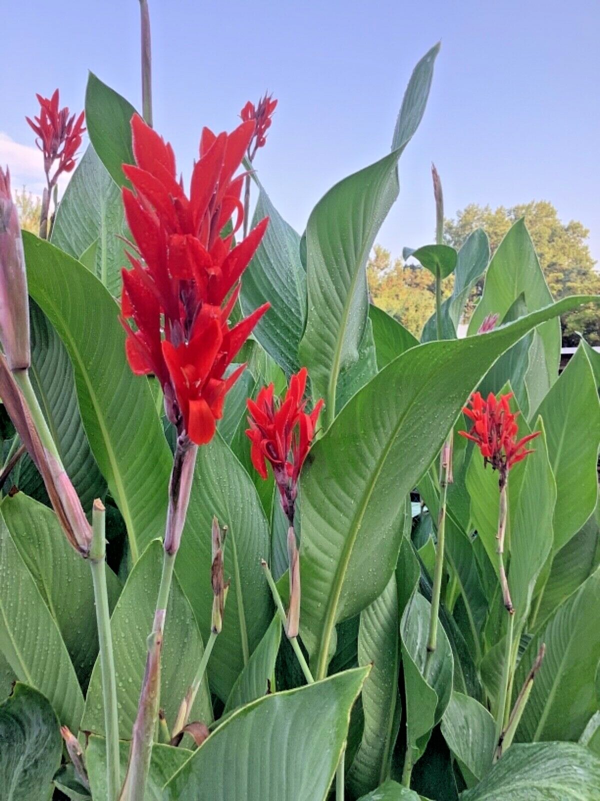 Canna Bulbs Red Jumbo Plants Tall Plants Lot Of(5)Green Leaf Lily Rhizomes